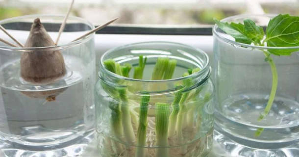 Regrowing von Gemüse: Geeignete Sorten und Anleitung Thumb