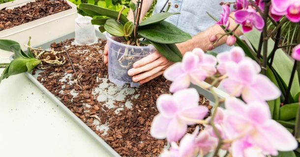 Orchideen pflegen, gießen und düngen Thumb