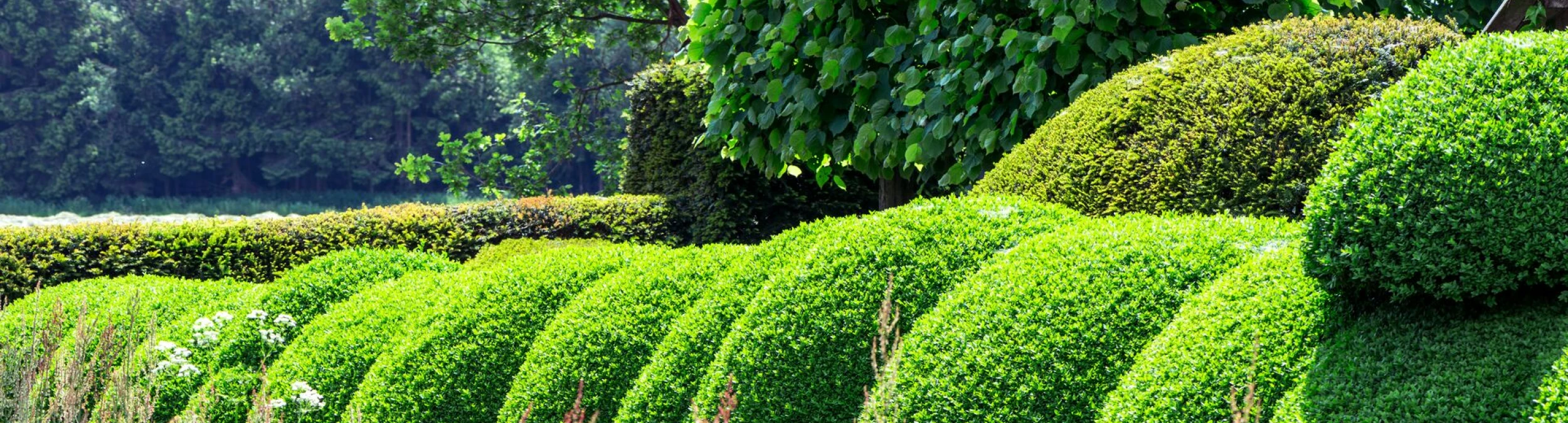 Header image alt