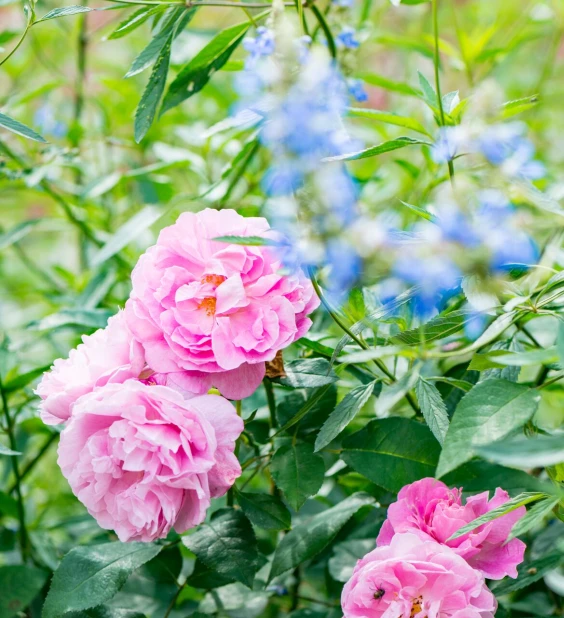 Ziergarten Thumb