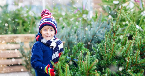 Weihnachtsbäume: die besten Sorten, die richtige Pflege und Nachhaltigkeits-Tipps Thumb