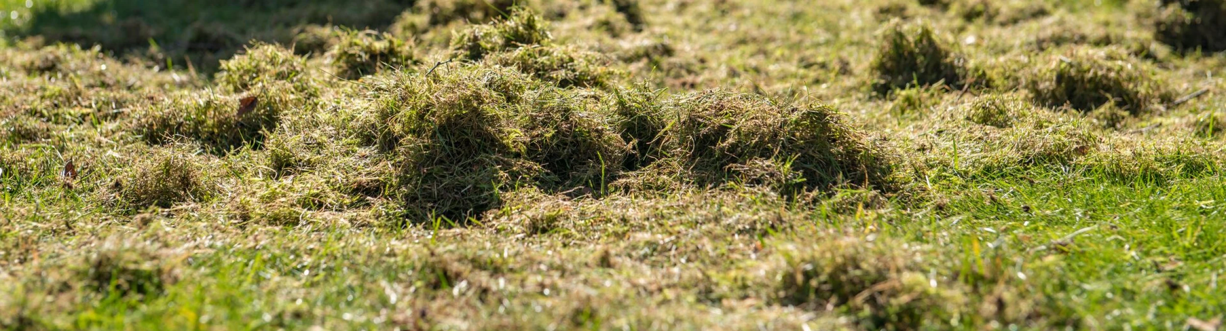 Header image alt