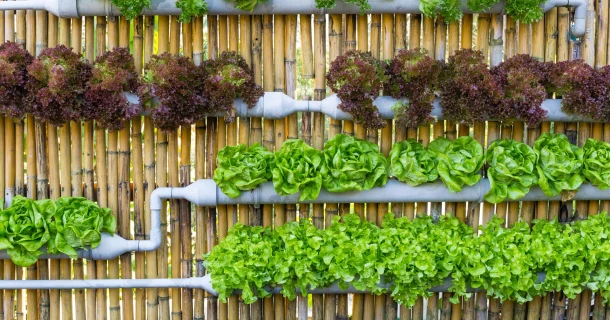 Vertical Farming zuhause Thumb