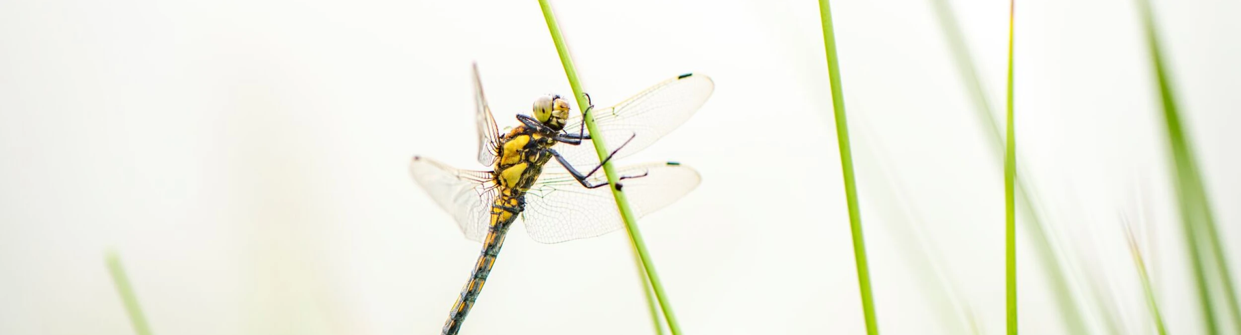 Header image alt