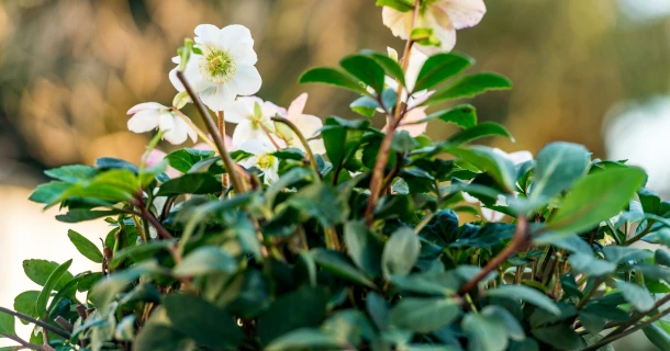 Die Christrose – Pflege in Haus und Garten Thumb