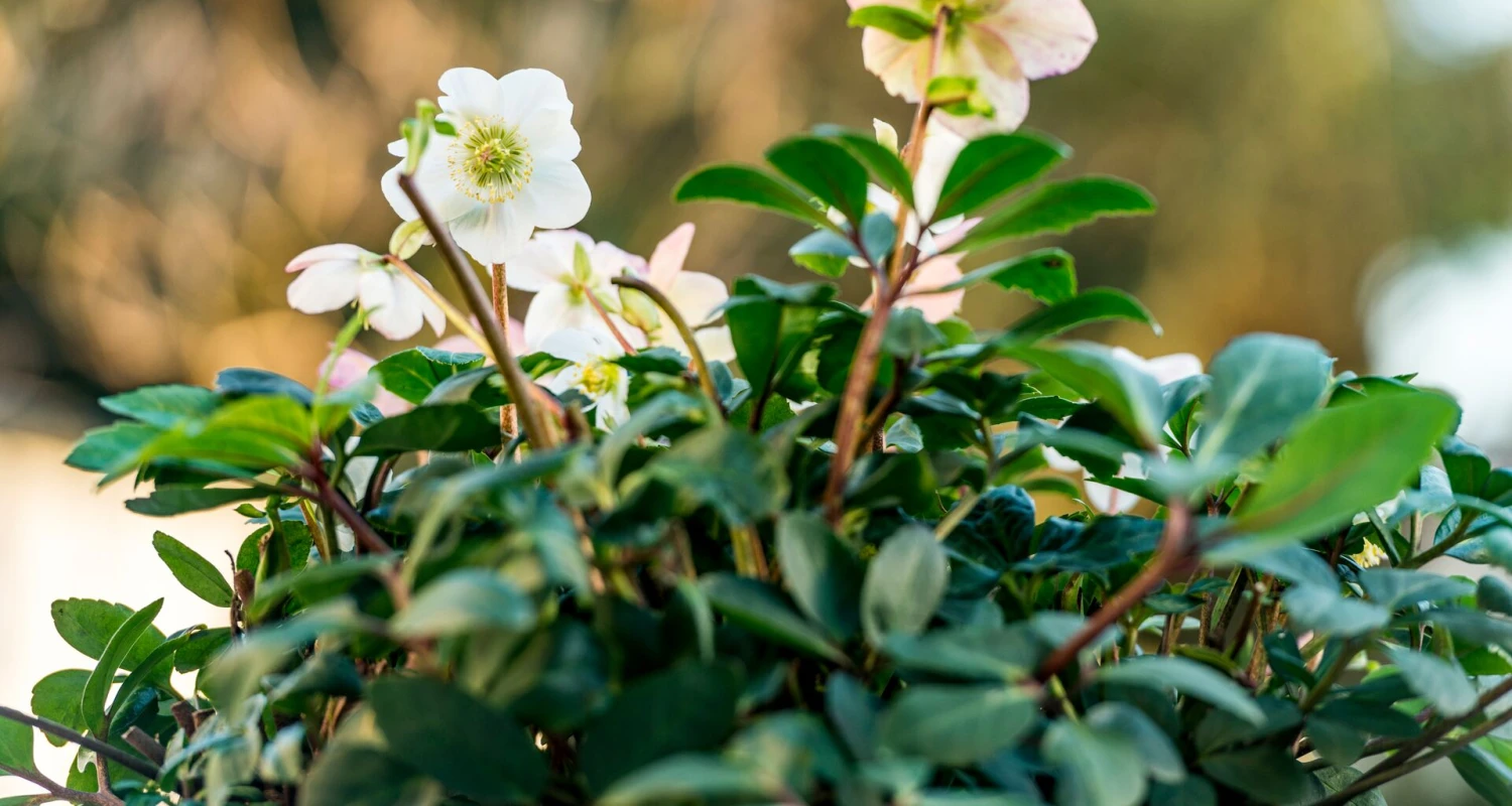 Die Christrose – Pflege in Haus und Garten Thumb