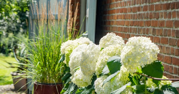Gartengestaltung mit Hortensien Thumb
