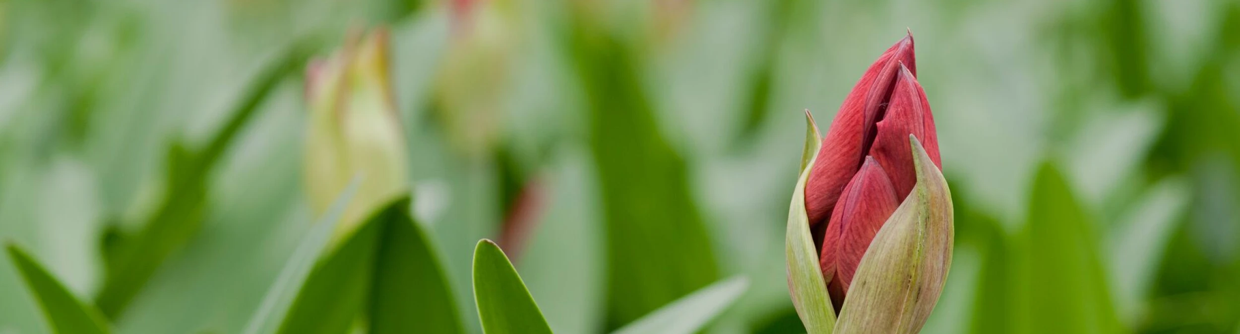 Header image alt