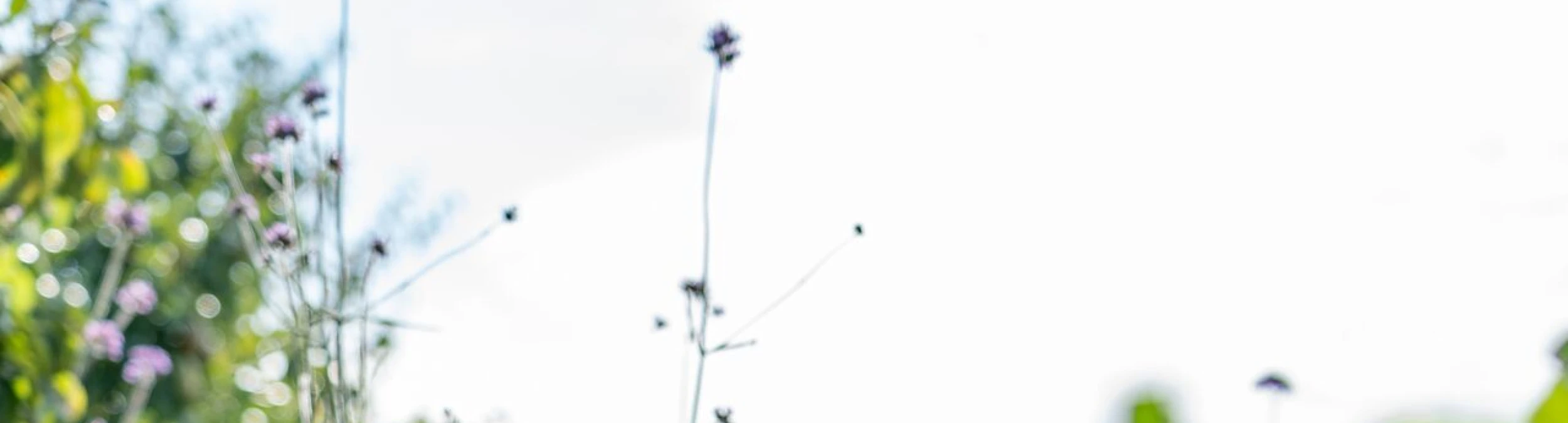 Header image alt