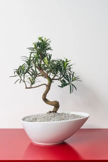 Bonsai-Pflege: So gießen und düngen Sie richtig Thumb