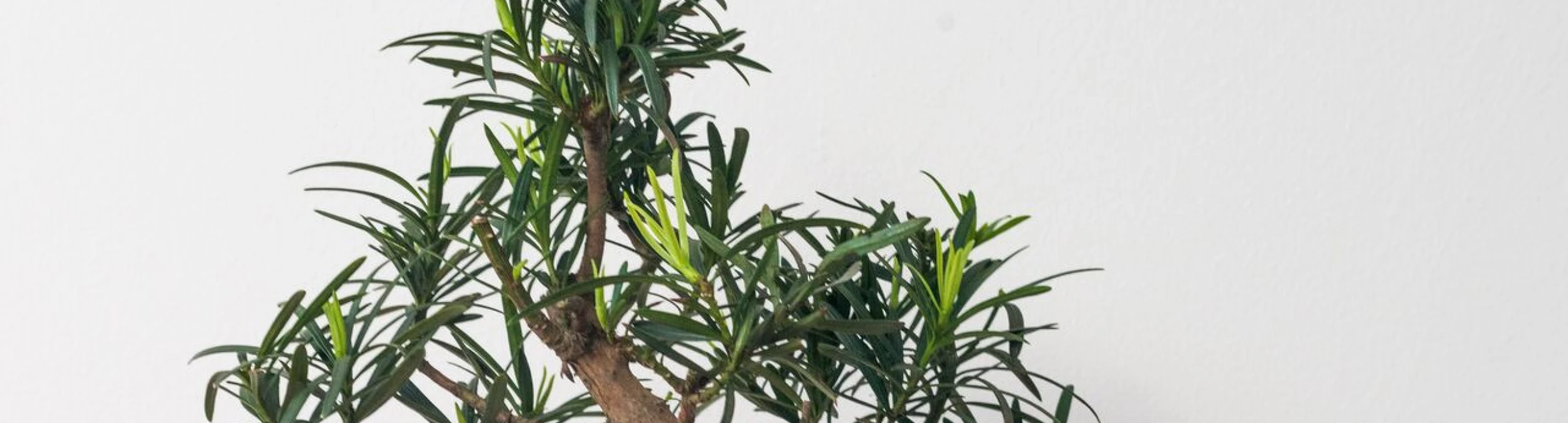 Header image alt
