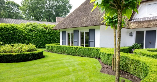Hecke anlegen und richtig pflanzen Thumb