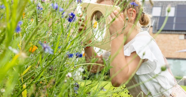 Für mehr Insektenvielfalt im Garten Thumb
