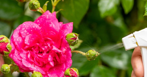 Rosenkrankheiten erkennen und vorbeugen Thumb
