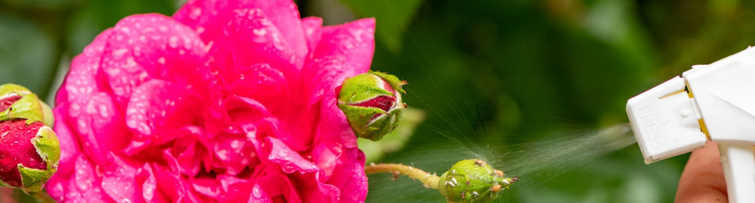Header image alt