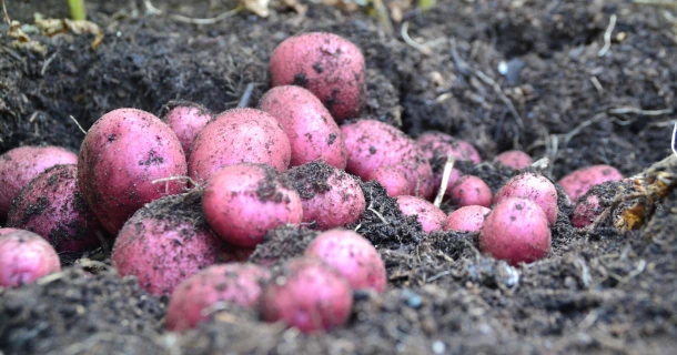 Kartoffeln im Garten anbauen: Die besten Tipps Thumb