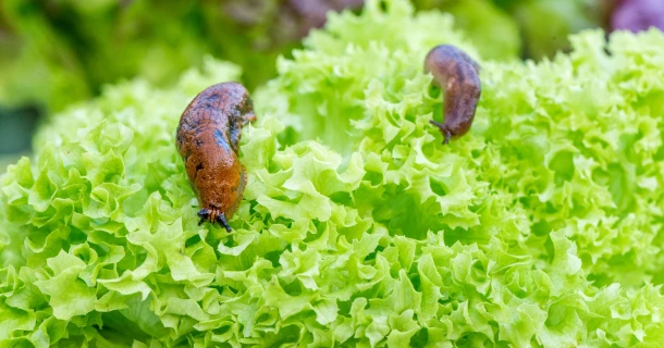 Schnecken im Garten natürlich fernhalten Thumb