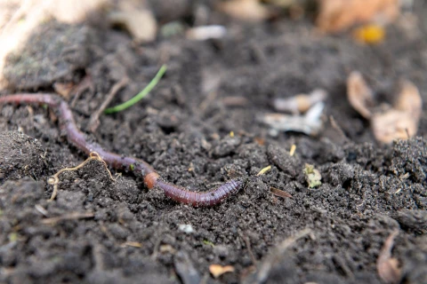 Den Gartenboden verbessern: Die wichtigsten Tipps Thumb