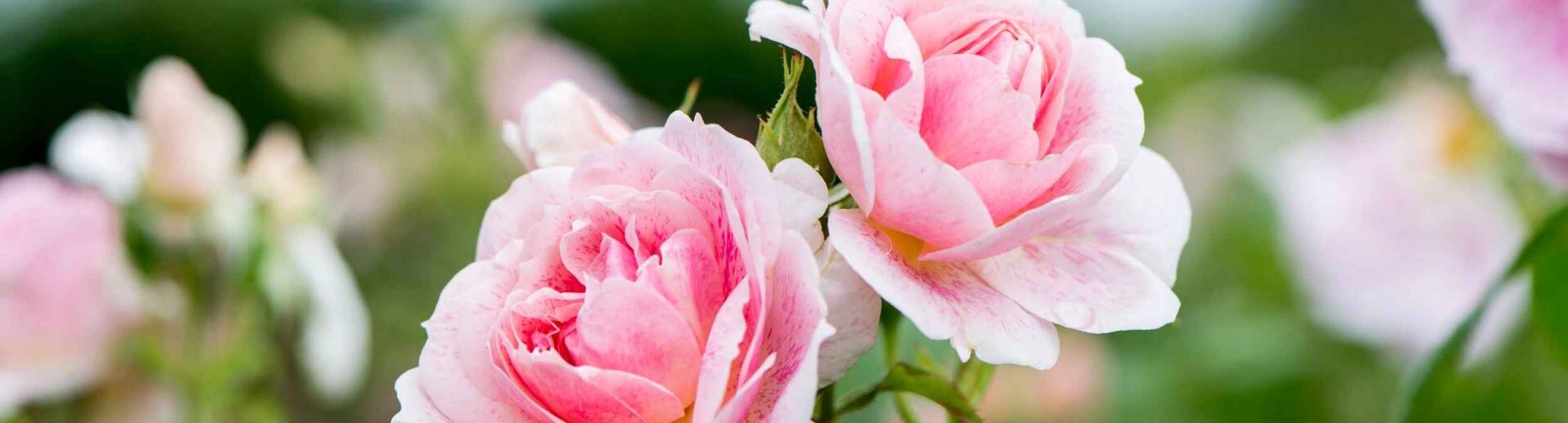 Header image alt