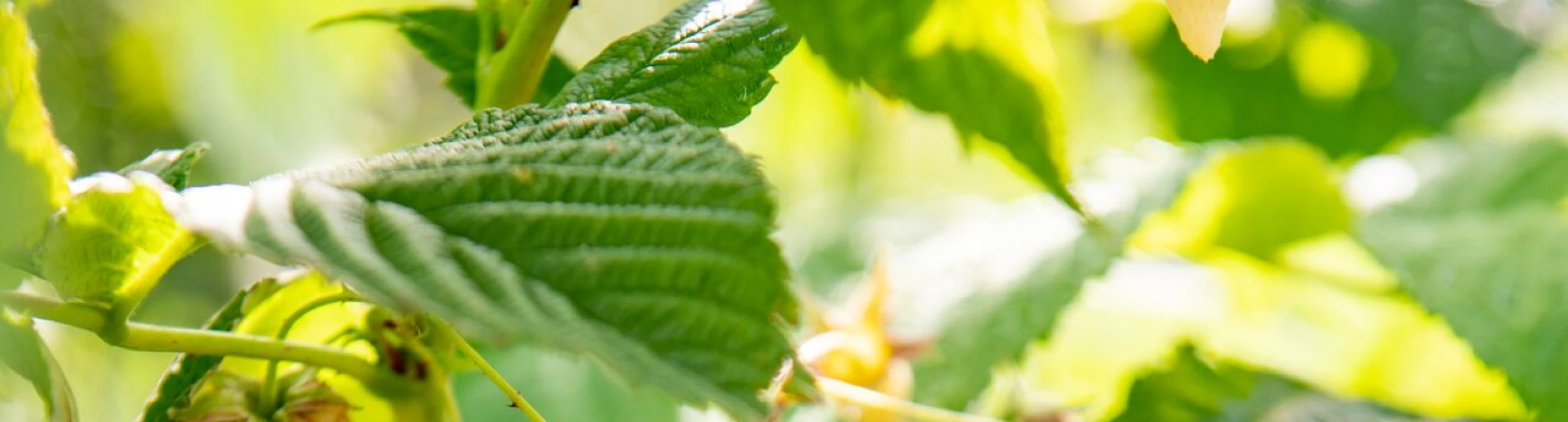 Header image alt