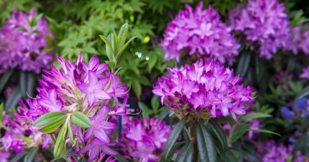 Rhododendren Pflege. Die wichtigsten Tipps. Thumb