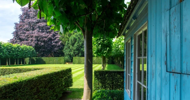 Hecke pflegen – so wird und bleibt sie dicht und grün Thumb