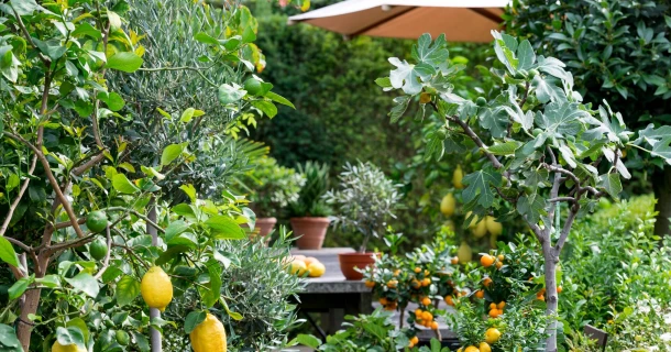 Mediterrane Pflanzen im Kübel pflanzen und pflegen Thumb