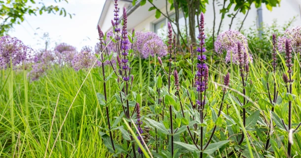 Nachhaltiges Gärtnern: Der Weg zur umweltfreundlichen Gartenpflege Thumb