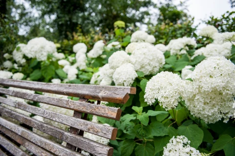 Hortensienpflege – Die wichtigsten Arten und praktische Tipps Thumb