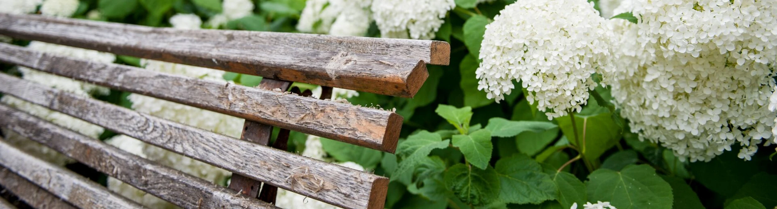 Header image alt