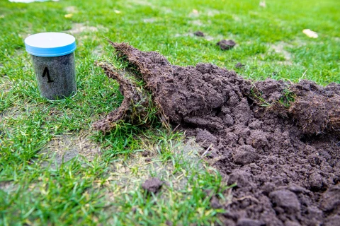 Rasen-Probleme loswerden Thumb