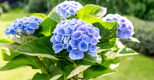 Hortensien blau färben: Vorgehen für eine intensiv blaue Blütenfarbe Thumb