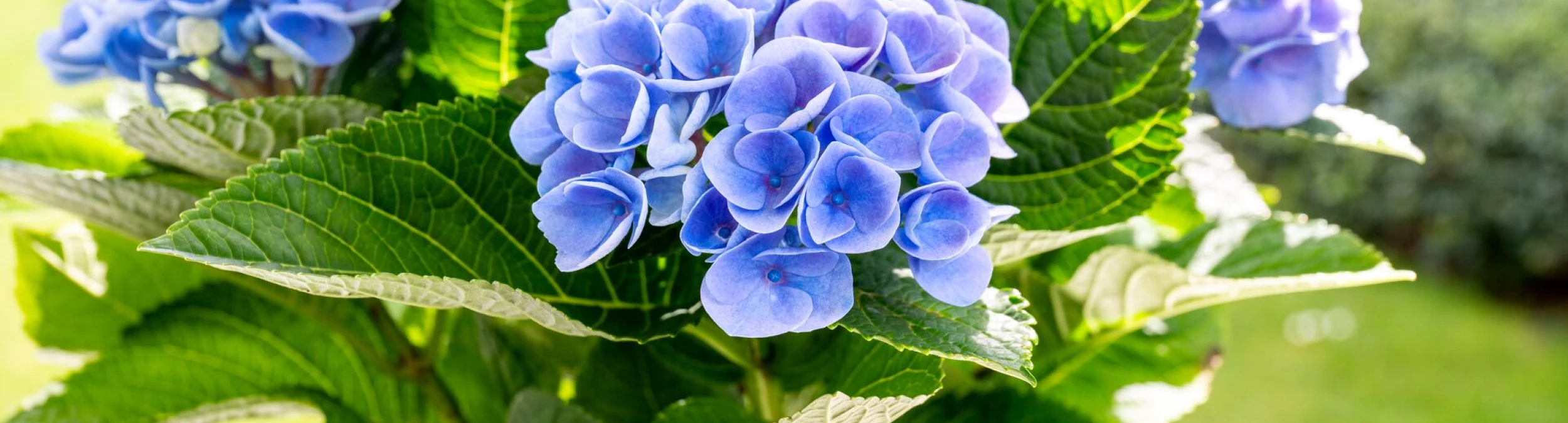 Header image alt