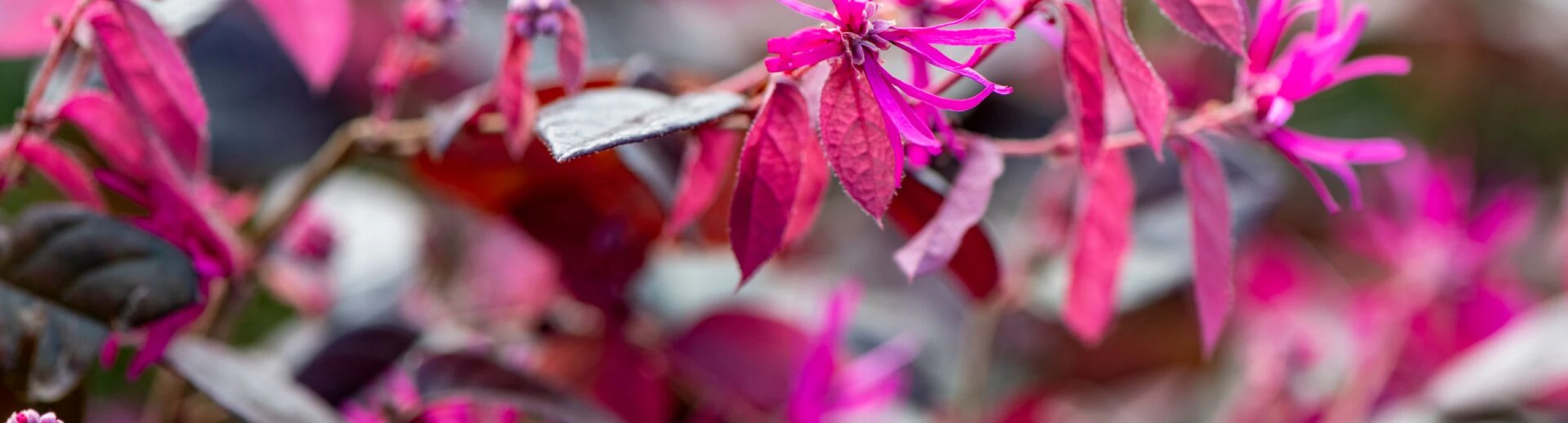 Header image alt