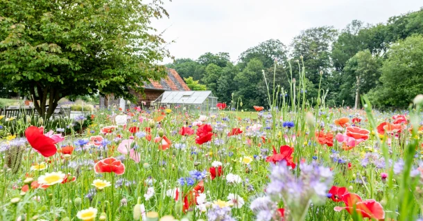 Blumenwiese anlegen: Blütentraum für mehr Artenvielfalt Thumb