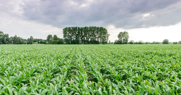 DCM STARTEC®: Starterdünger für Mais mit hohem Phosphorgehalt und organischen Nährstoffen Thumb