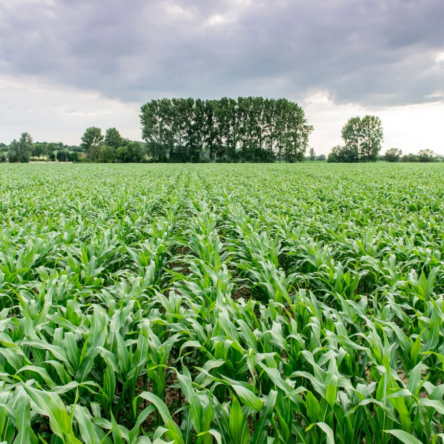 DCM STARTEC®: Starterdünger für Mais mit hohem Phosphorgehalt und organischen Nährstoffen Thumb