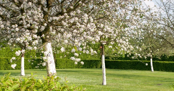 Obstbäume pflanzen und den richtigen Standort wählen Thumb