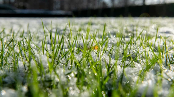 Rasenpflege im Winter Thumb