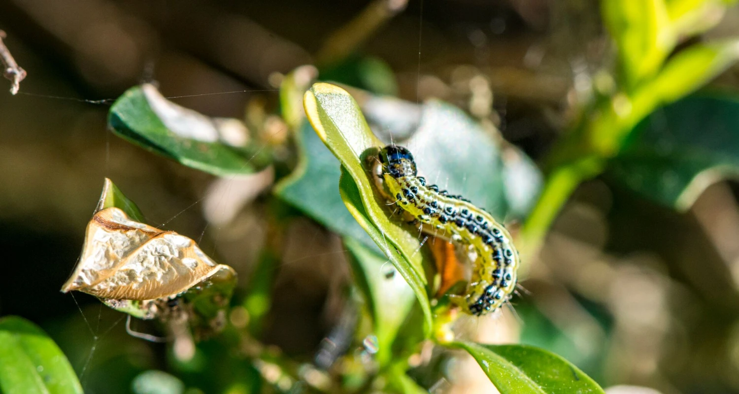 Buchsbaumzünsler bekämpfen – mit Pheromon-Falle vorbeugen Thumb