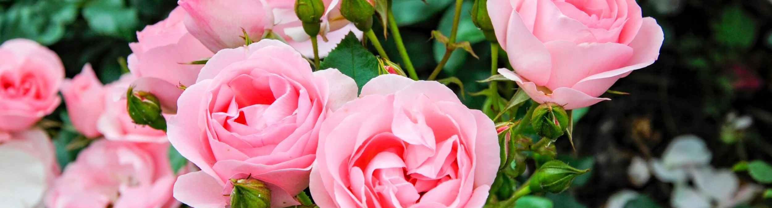 Header image alt