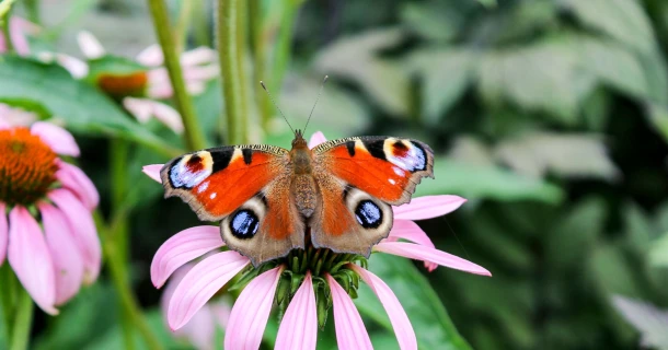Heimische Schmetterlinge im Garten Thumb