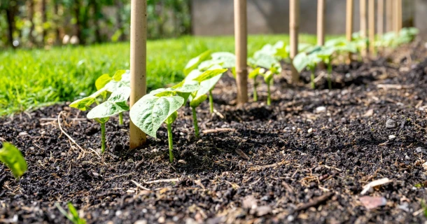 Humus – die Essenz eines gesunden Gartenbodens Thumb