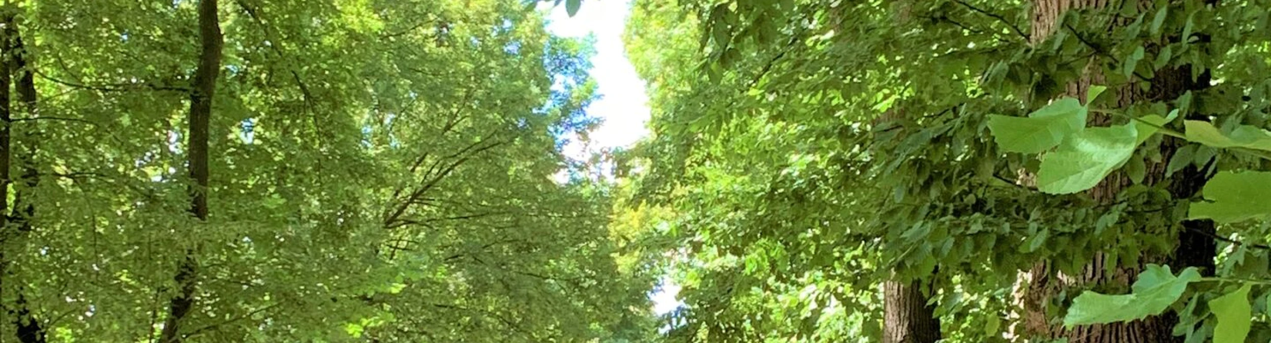 Header image alt