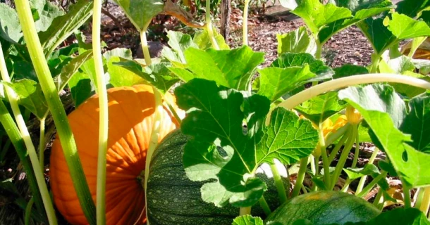 Herbst- und Wintergemüse erfolgreich selbst anbauen Thumb