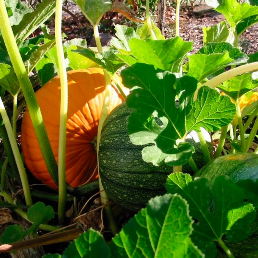 Herbst- und Wintergemüse erfolgreich selbst anbauen Thumb