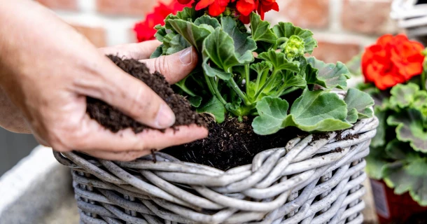 Pflanzzeit für Geranien: Tipps für Gartenfreunde Thumb