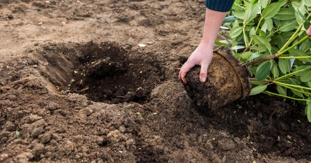 Wurzelaktivator für Gartenpflanzen & Rasen Thumb