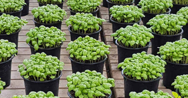 DCM VISCOTEC® BLUE: innovative organic gel fertiliser with biostimulant effect Thumb