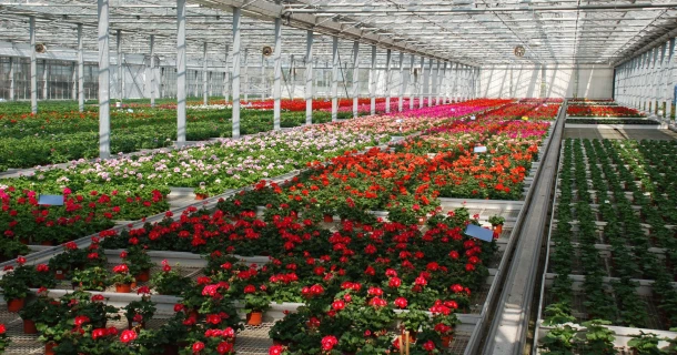 Floriculture Thumb